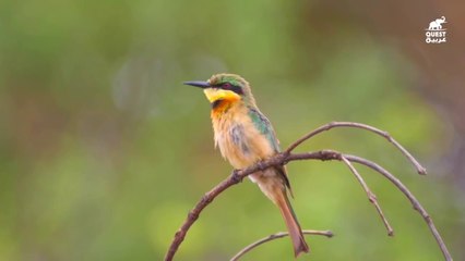 براري حضارة المايا المفقودة ، لغز العالم السفلي والاختفاء الجماعي المفاجئ _ كويست عربية
