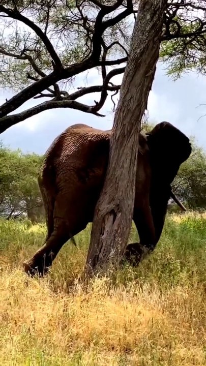 The elephant rubs until its skin peels
