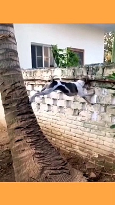 الكلب افتلخ على السور وعجز عن الرجوع