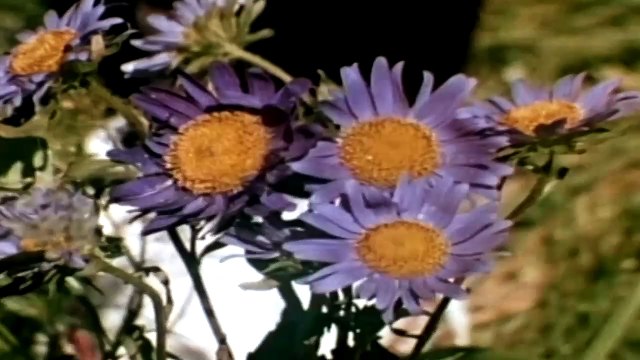 See The Little Children — NANCY ● (From NANCY SINATRA: MOVIN' WITH NANCY ) · (2005)