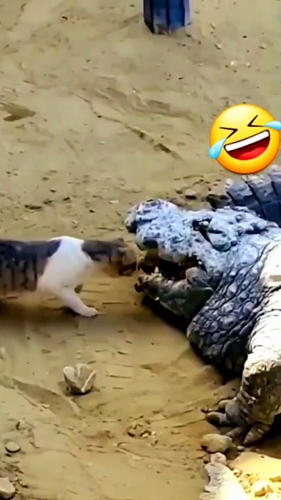 The cat pulls his catch from the crocodile's cage