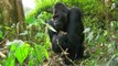 براري الكونغو الحياة البرية في ادغال نهر الاحلام _ كويست عربية Quest Arabiya
