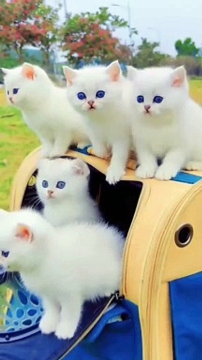 Cats