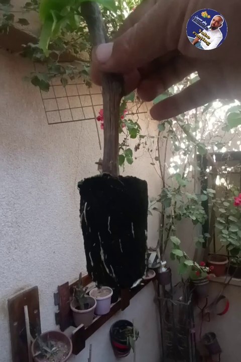 نجاح تجذير عقلة الجهنمية