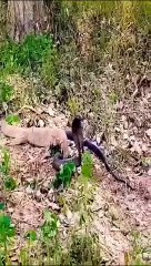 The moment of deception of the pond snake with the straw snake