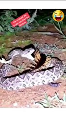 The moment the mint snake deceives the scorpion