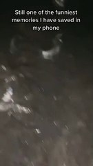 Funny cat dog animals compilation animal videos on Instagram Tiktok