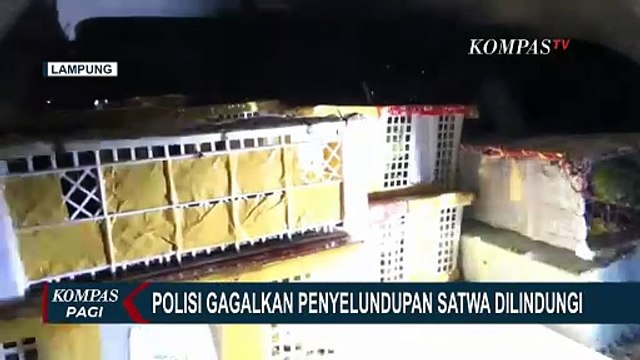 Penyelundupan Ratusan Ekor Burung Dilindungi dari Lampung Digagalkan Polisi!