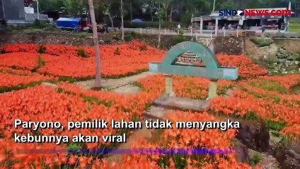 Menikmati Indahnya Taman Bunga Amarilis Yogyakarta yang Tumbuh Setahun Sekali