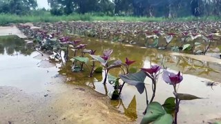 Nhiều diện tích khoai lang tím của nông dân xã Bảo Ninh (TP Đồng Hới, tỉnh Quảng Bình) ngập do mưa lớn, gây thiệt hại nặng