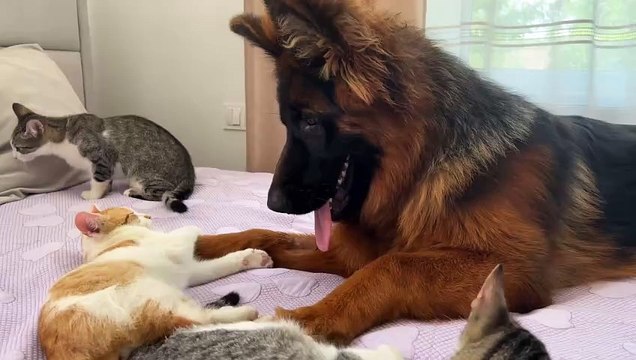 German Shepherd Wakes Up Kittens: Heartwarming Moment Caught On Camera