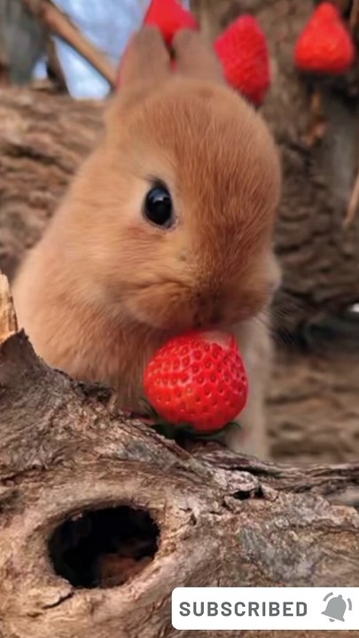 Cute rabbit 