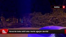 Bursa'da lodos etkili oldu: Asırlık ağaçlar devrildi