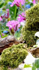 Hilarious Mouse Videos for Cats 🐭 - Watch Cat TV with Wildlife Scenes