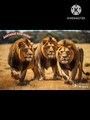 Amazing facts about lion|| # lion fact #lion king