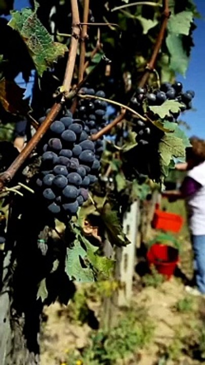 Harvesting Grapes with Precision: A Guide to Grape Harvesting Techniques and Tips"
