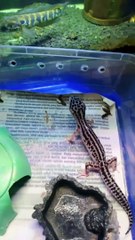 Kasih Makan Gecko Animalz Loverz