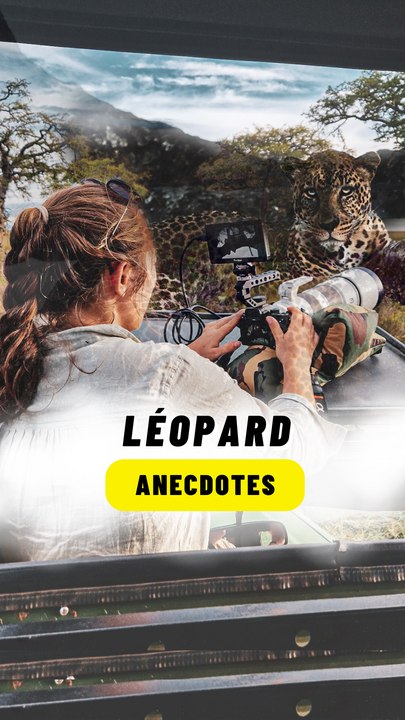2 anecdotes sur le léopard