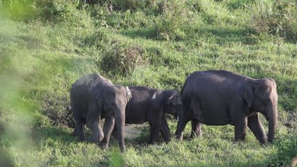 How beautiful these elephants are