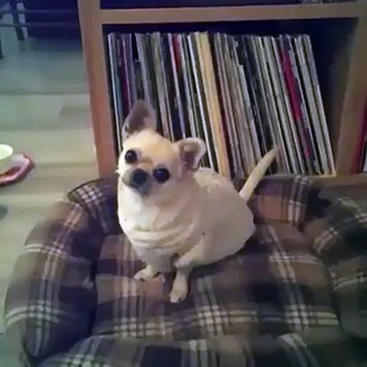 doggo