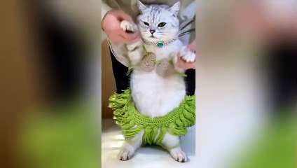 Funny Cats and kittens must watch