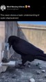 A recent study reveals ravens’ astonishing cognitive abilities