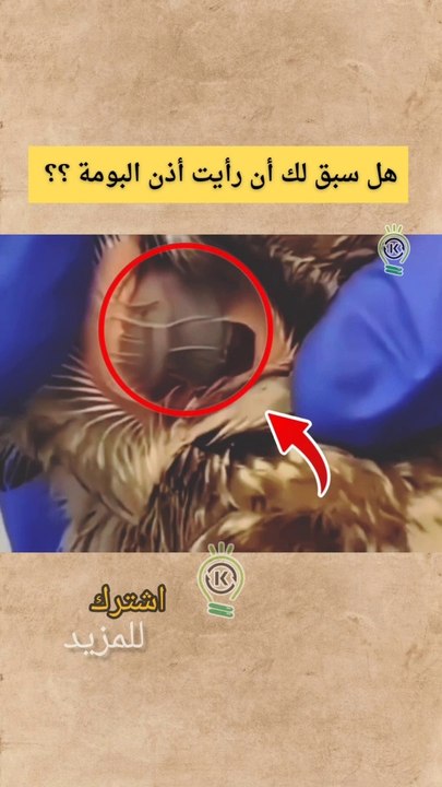 هل سبق لك أن رايت اذن البومه شاهد