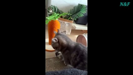 Funniest Cats Videos, The Siliest, Cutest And Funniest Cats 73