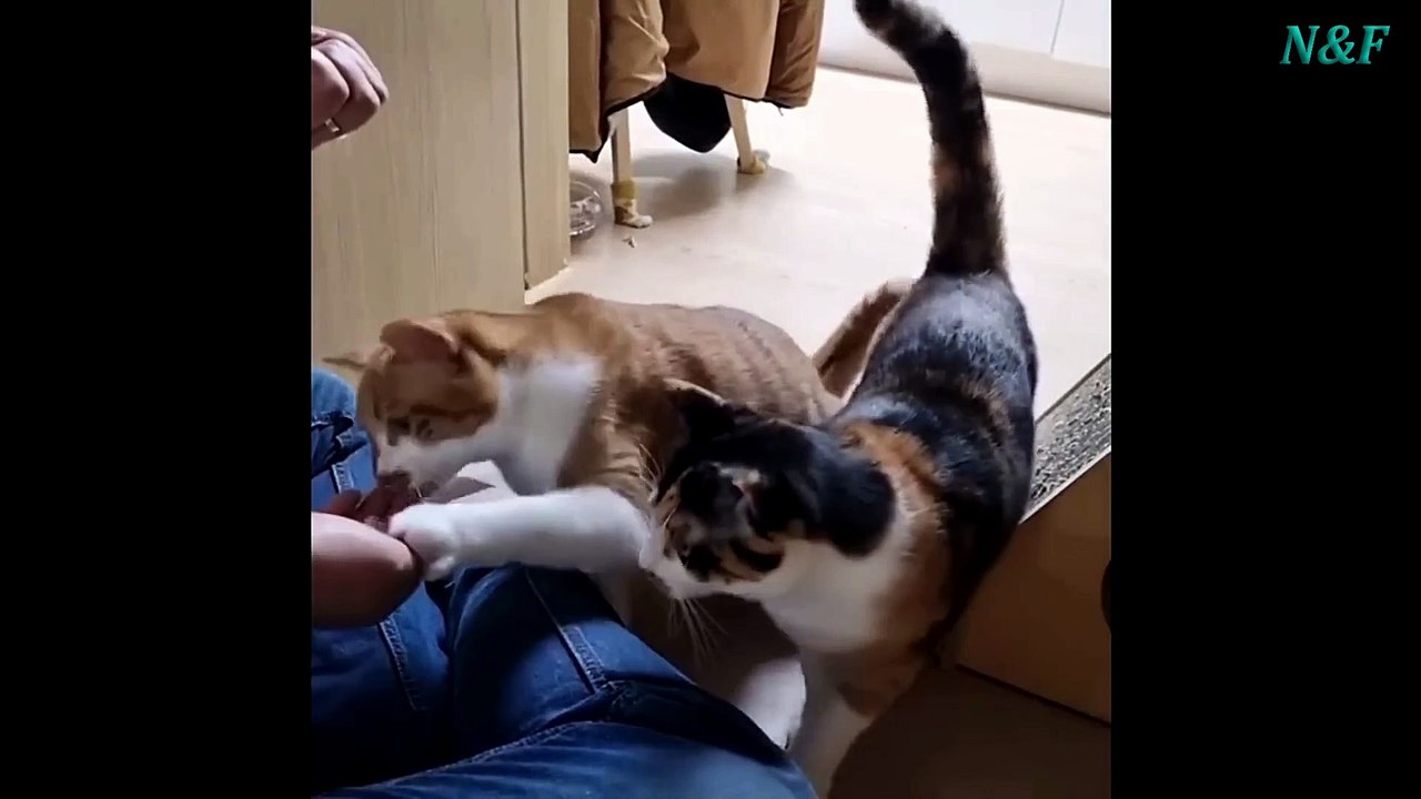 Funniest Cats Videos, The Siliest, Cutest And Funniest Cats 74