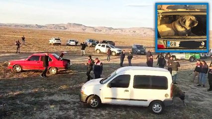 Köpek dövüştüren 37 kişi yakalandı, 150 bin lira ceza uygulandı