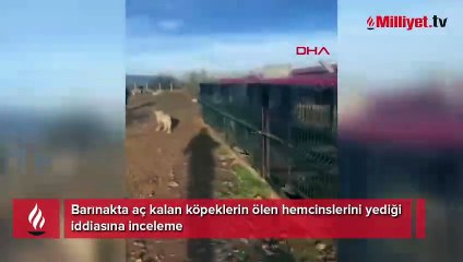 'Aç kalan köpekler hemcinselerini yedi' iddiası! İnceleme başlatıldı