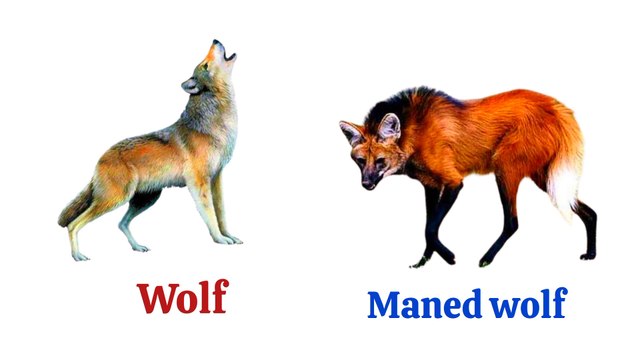 Learn Animals Name |Animals vocabulary in english | Animals Name in English | wild Animals