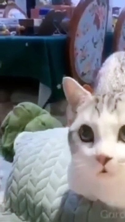 Cat Trading Video