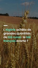 L'Algérie achète de grandes quantités de blé russe : le blé français écarté ?