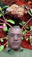 Purslane and its many benefits