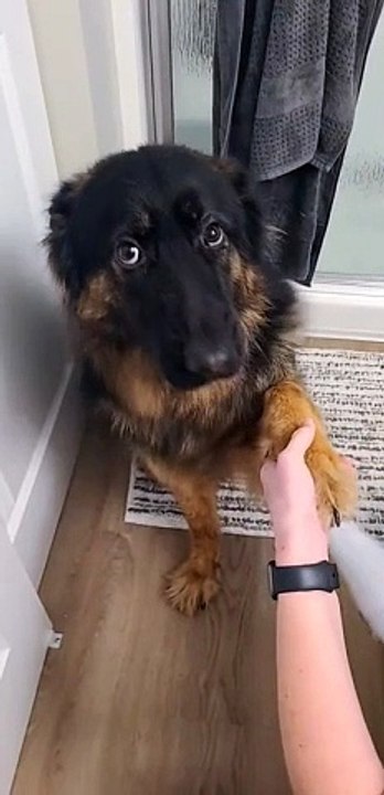 Adorable Pup Holds Onto Momma's Hand For Reassu...