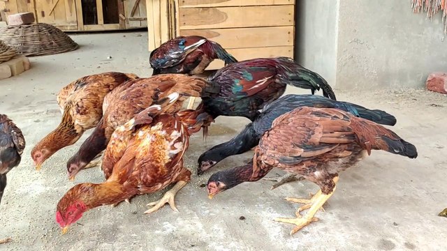 Birds growing up || 11 Chicks Growth Of Day 1 to 365 Days || Development Of Chicks