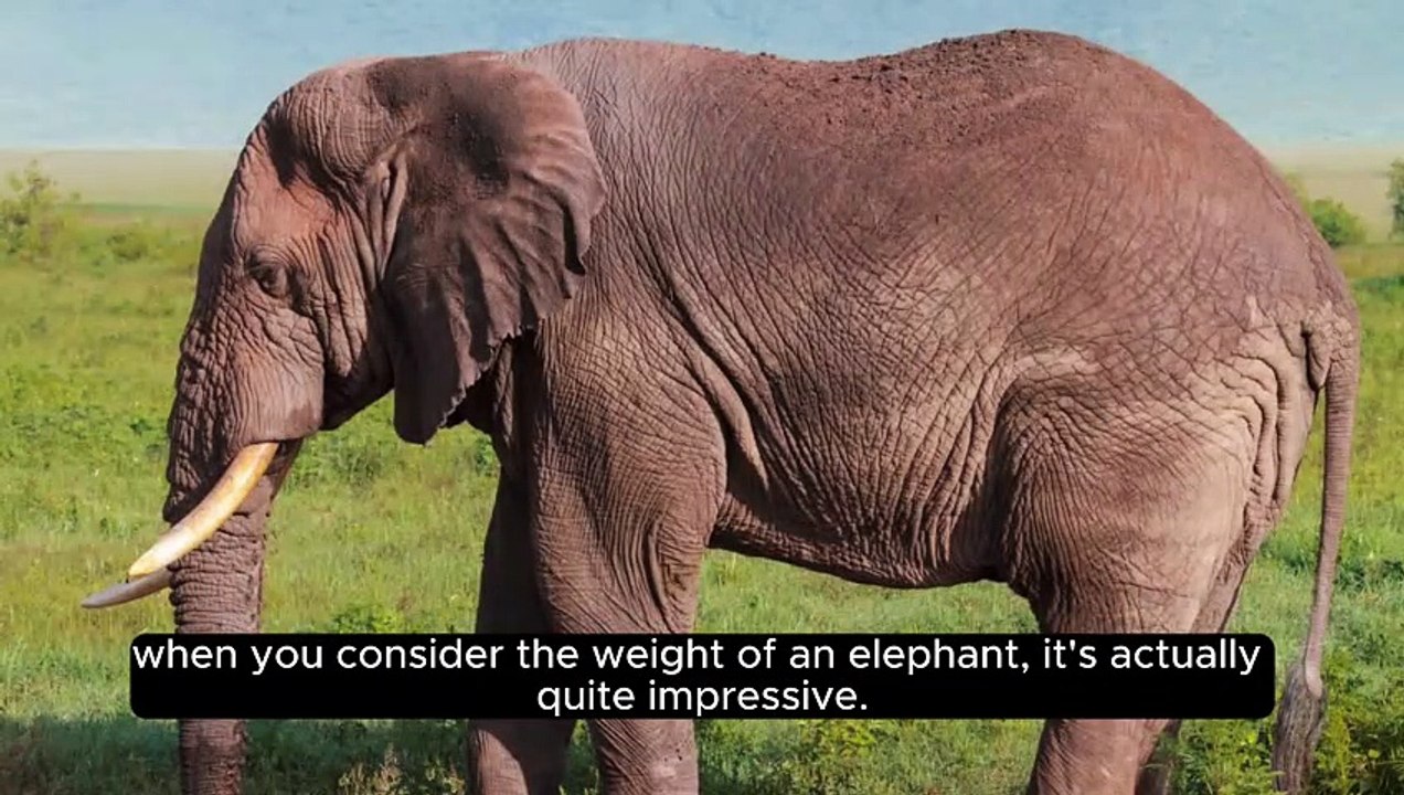 | Do You Know - Whale | Facts | Dailymotion |