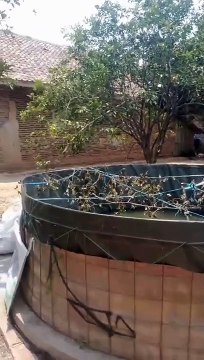 Terutama PEMULA harap hati-hati dalam membeli bibit lele dan FAHAMI Persiapan awal budidaya lele