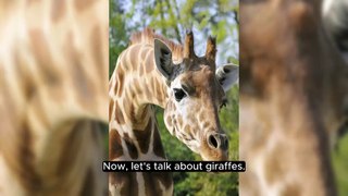 Do You Know - Giraffe | Facts | Dailymotion |