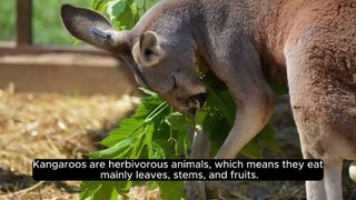 | Do You Know - Kangaroo | Cant Walk | Facts | Dailymotion