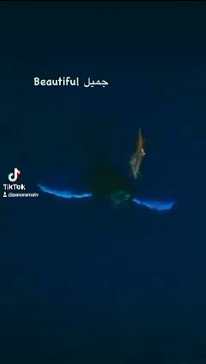 Whale