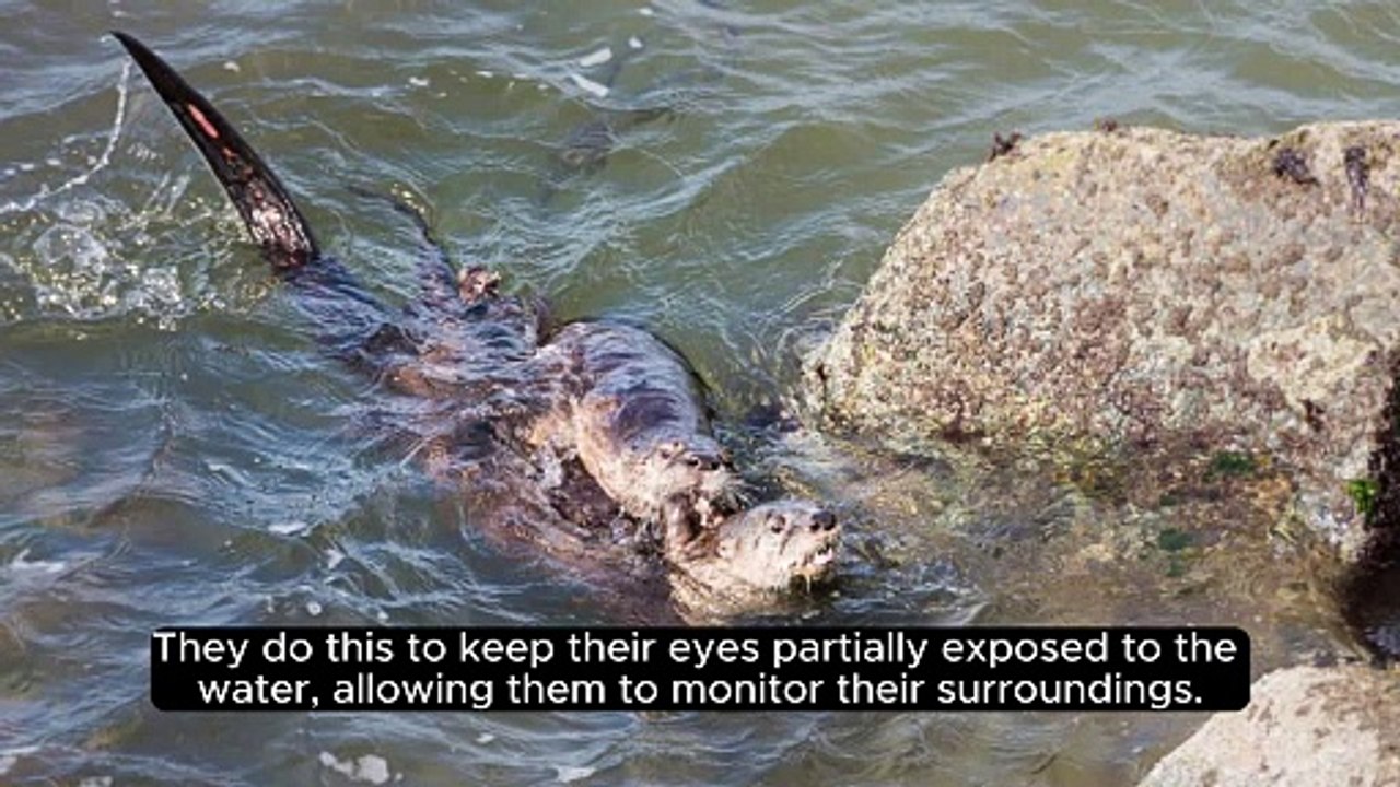 | Do You Know - Sea Otters | Hold hands while sleeping | Facts | Dailymotion