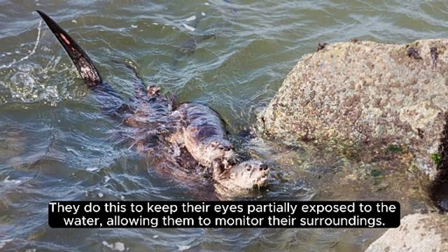 | Do You Know - Sea Otters | Hold hands while sleeping | Facts | Dailymotion