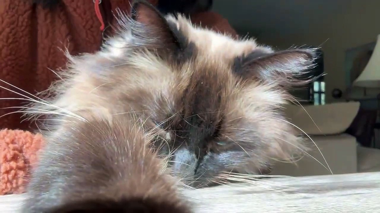 Sleepy George