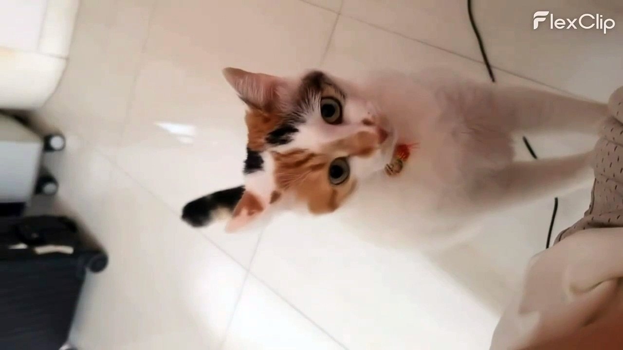 My Cousin's cat 1