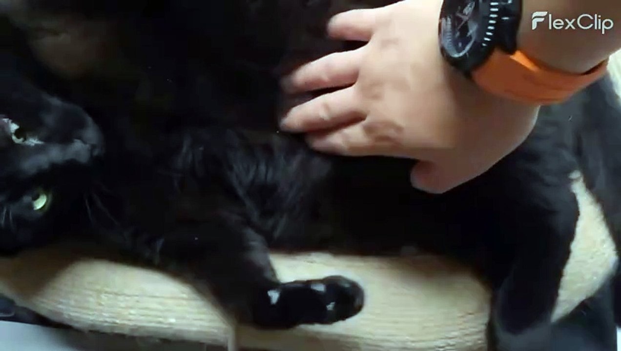 My Cousin's cat 2