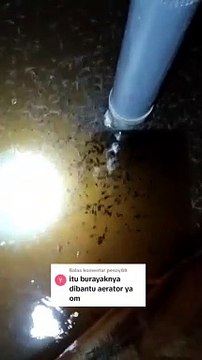 Pembenihan ikan lele tanpa KOCOR tanpa AERASI tanpa RAS, hanya TREATMENT air kolam