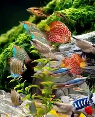 343447636_578540937676849_1689776901082793018_@"تألق الأعماق: روعة وجمال أنواع الأسماك الملونة في عالم المياه"