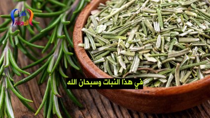 اشرب كأس من عصير هذه النبتة تزيل الآم المفاصل الركبة الظهر وتعالج النسيان والعياء وحتى الغدة الدرقية
